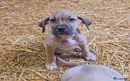 Cane Corso dogs for sale: Beautiful Cane Corso pups now available.  - Image 8