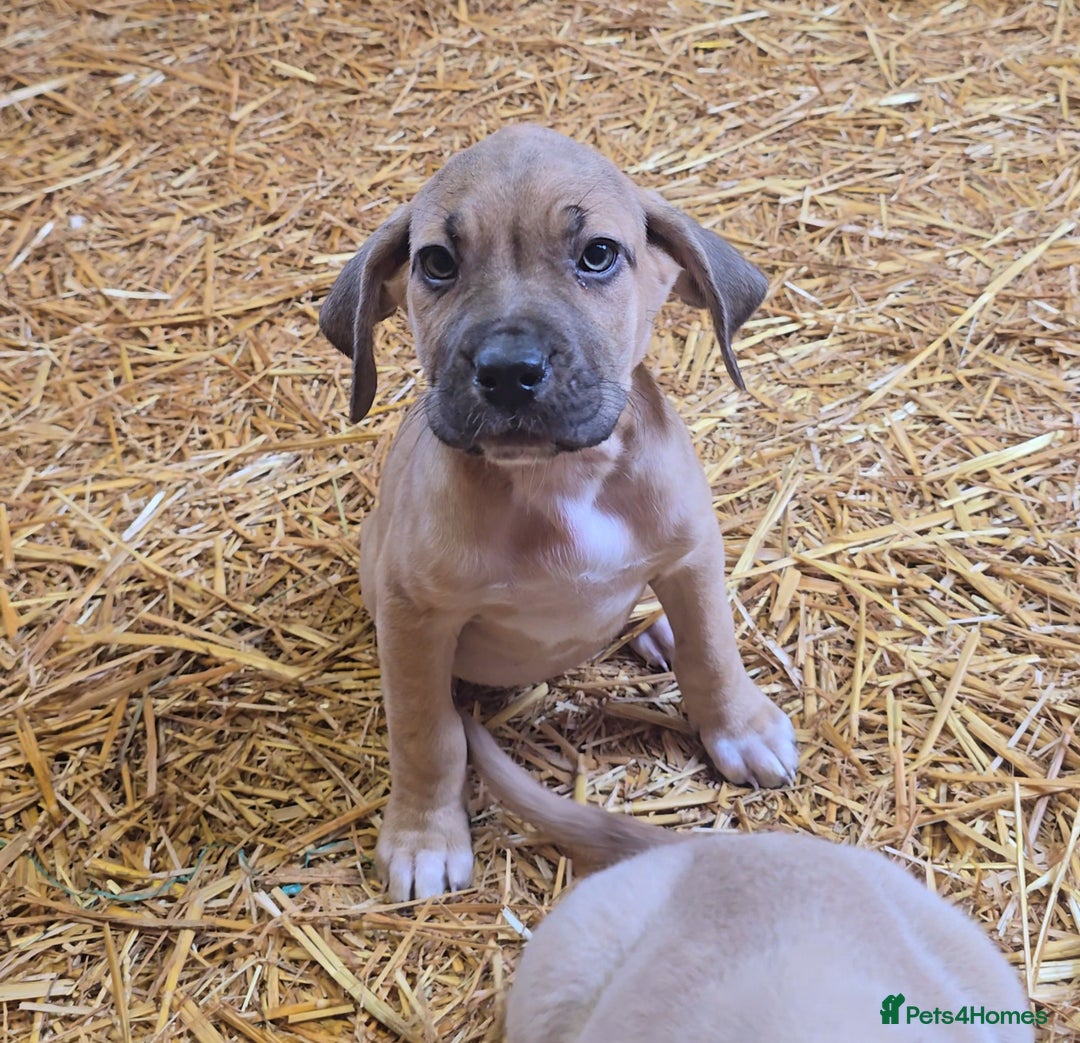 Cane Corso dogs for sale: Beautiful Cane Corso pups now available.  - Image 8