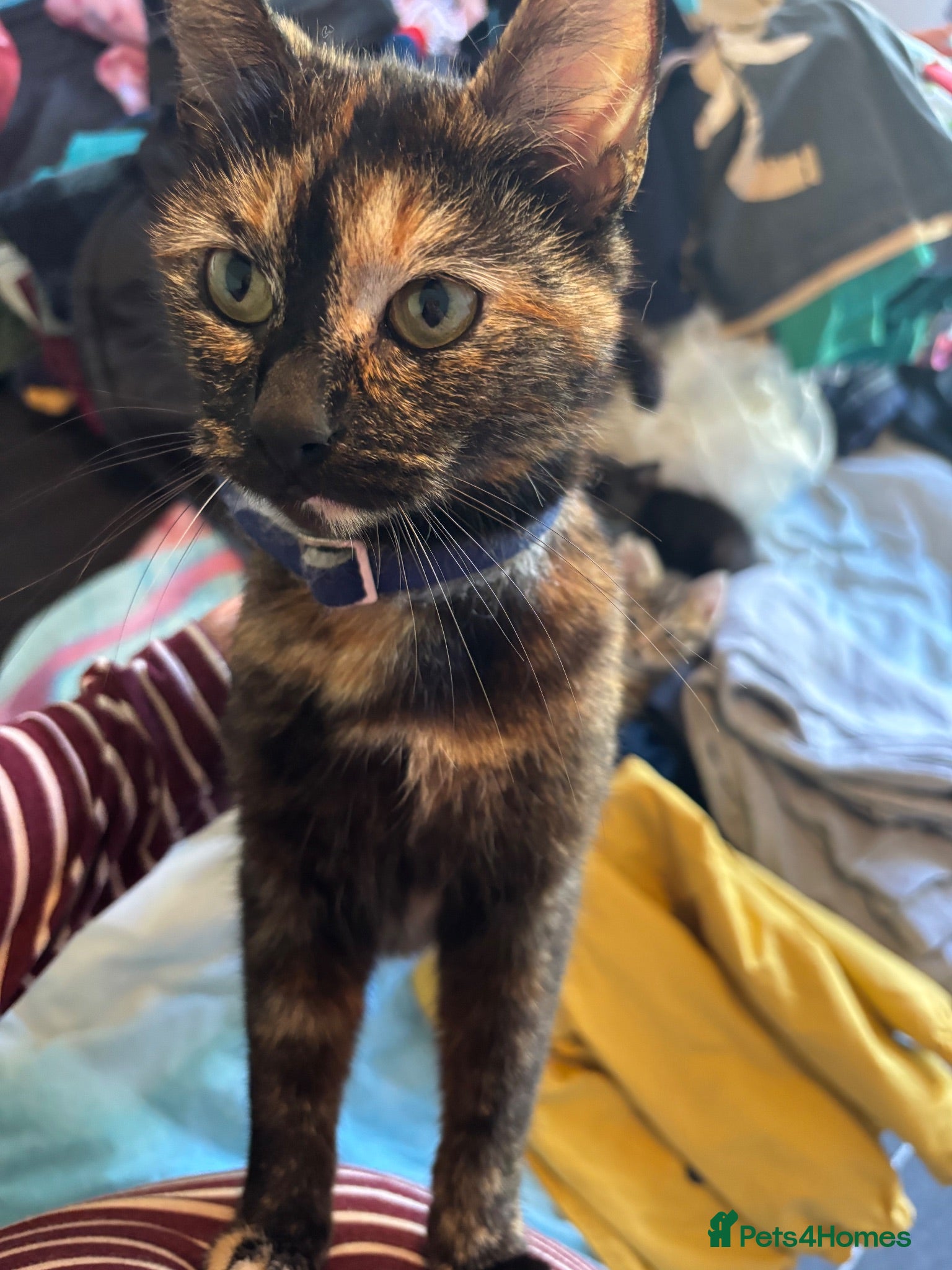 Mixed Breed cats Tortoiseshell kittens/ginger tabby’s for sale  - Advert 1