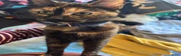 Mixed Breed cats for sale: Tortoiseshell kittens/ginger tabby’s for sale  in Burntwood - Advert 1
