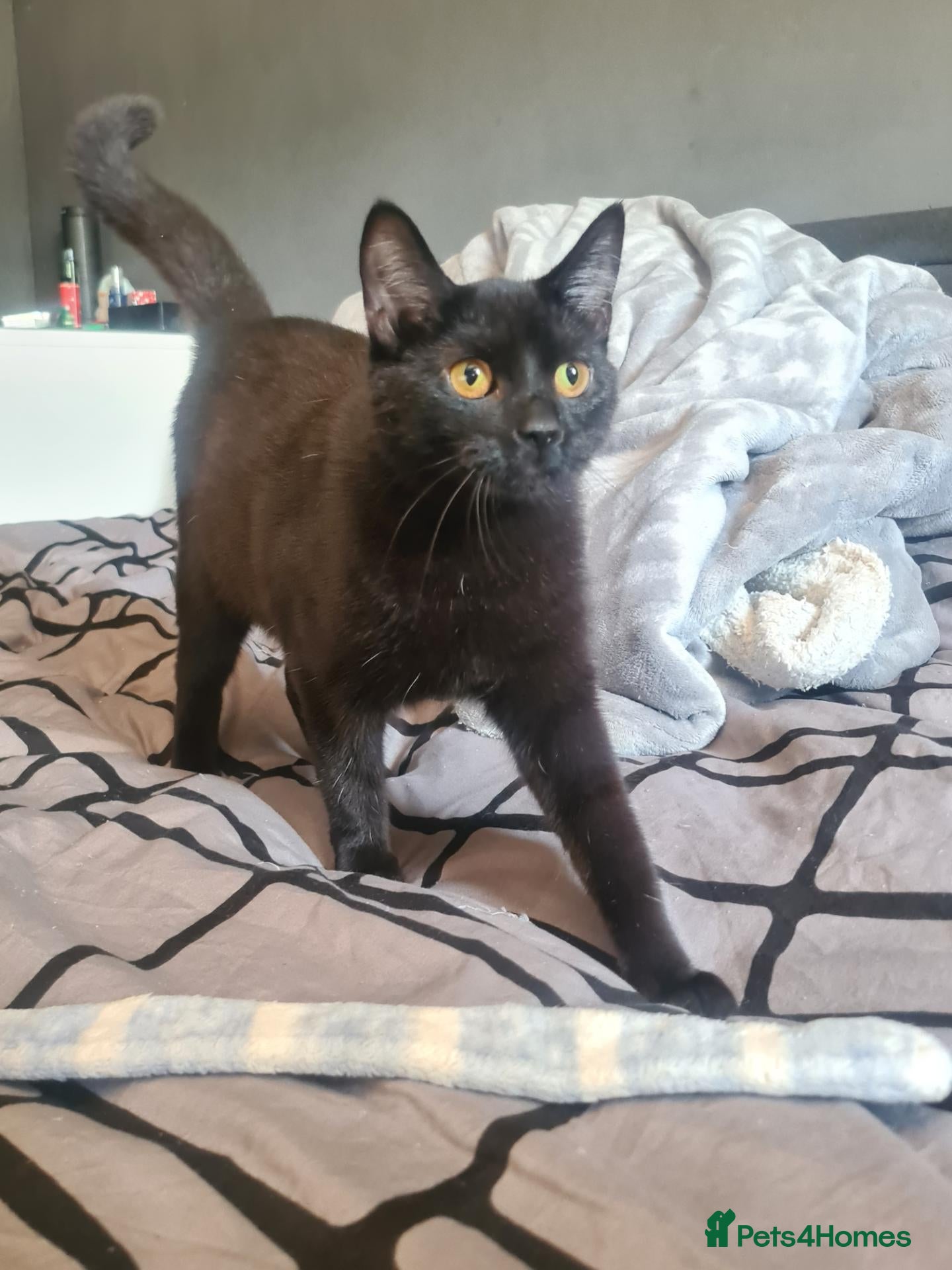 British Shorthair cats for sale: Beautiful female 1year old - Advert 10