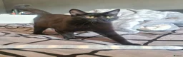 British Shorthair cats for sale: Beautiful female 1year old - Advert 1