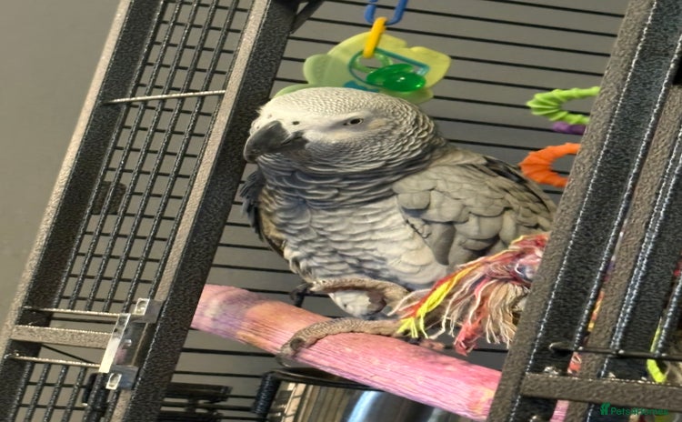 Parrots birds - Advert 3