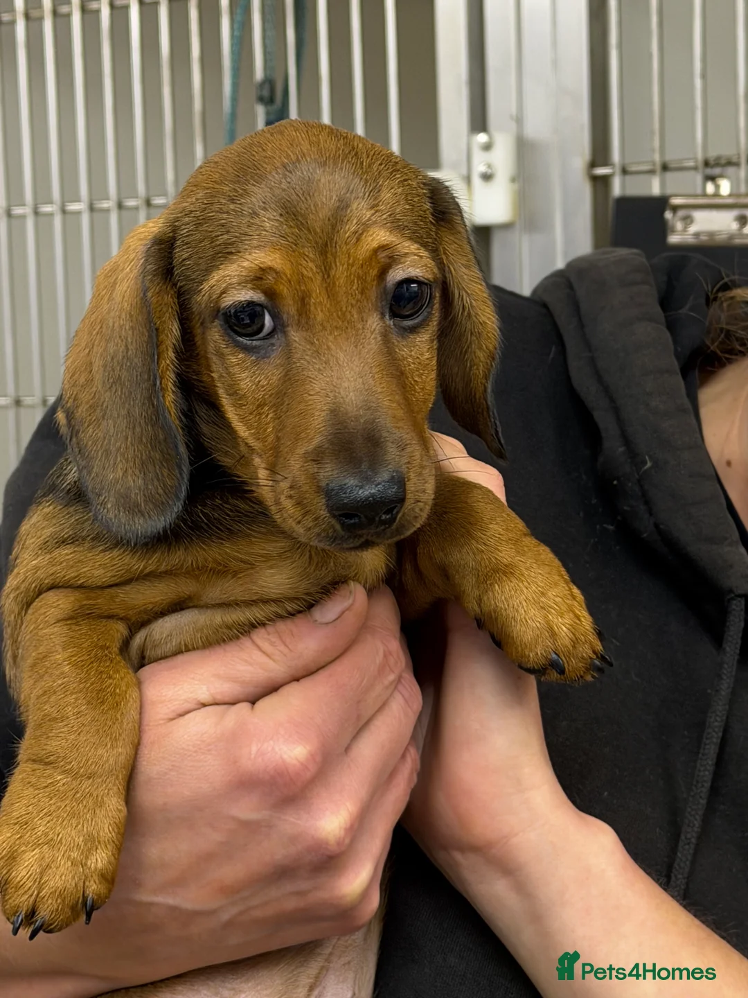 Miniature Dachshund dogs for sale: Beautiful mini dachshund puppy's now available  - Advert 18