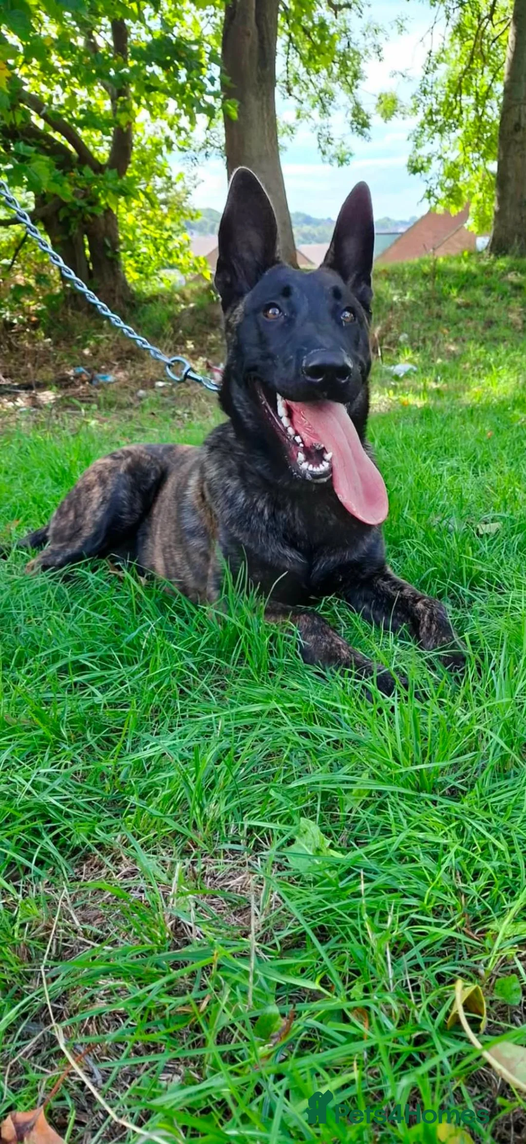 Belgian Shepherd Dog dogs for sale: Dutch shepherd  - Advert 2