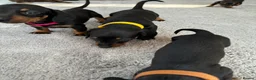 Miniature Dachshund dogs for sale: Ready now Miniature dachshund girls - Advert 30
