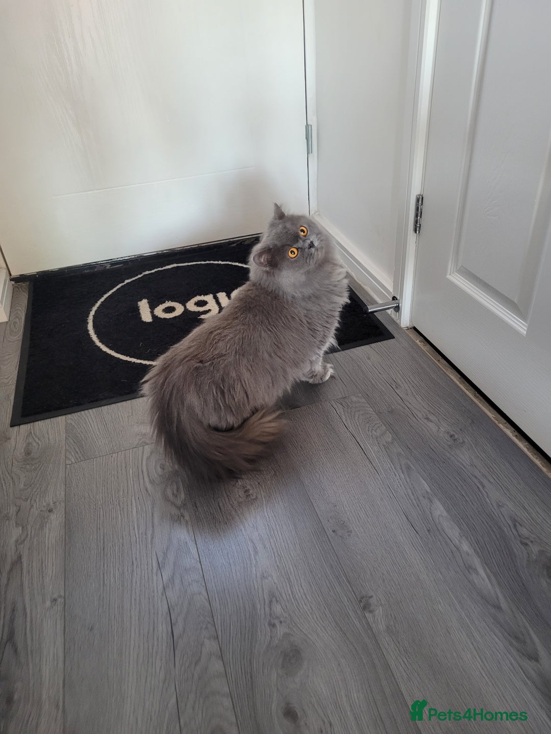 British Longhair cats for sale: Britsh blue long hair  - Advert 3