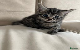 European cats for sale: Kittens for sale - Image 12
