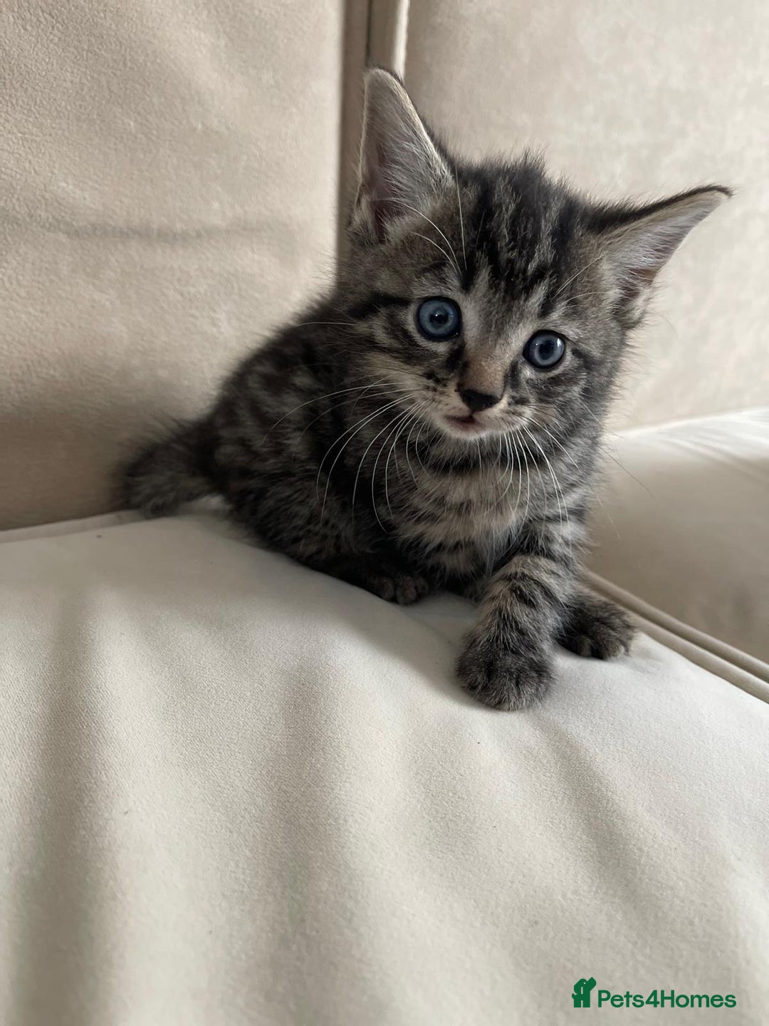 European cats for sale: Kittens for sale - Image 12