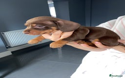Dachshund dogs for sale: 2 beautiful boys left! - Image 7