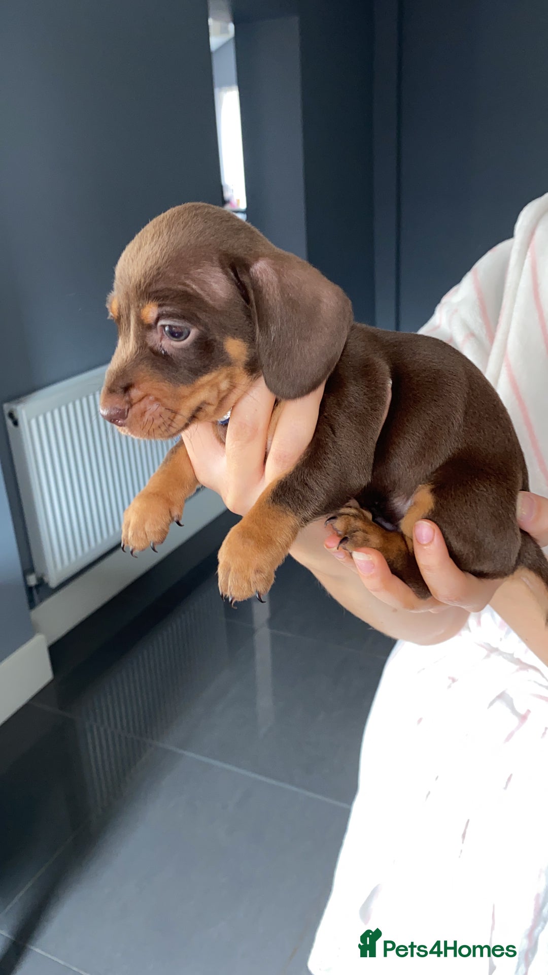 Dachshund dogs for sale: 2 beautiful boys left! - Image 7