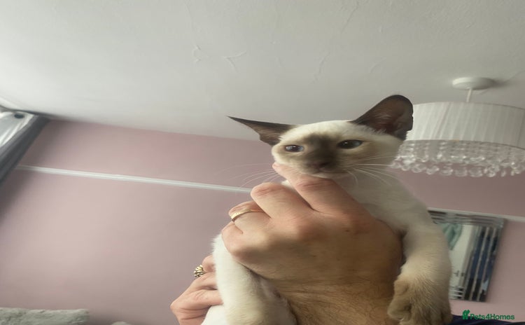 Siamese cats - Advert 6