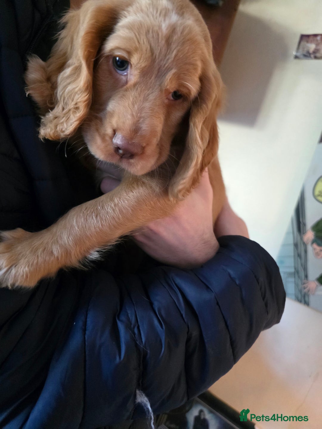 Cocker Spaniel dogs for sale: Stunning cocker spaniel puppies 2 boys left  - Advert 5