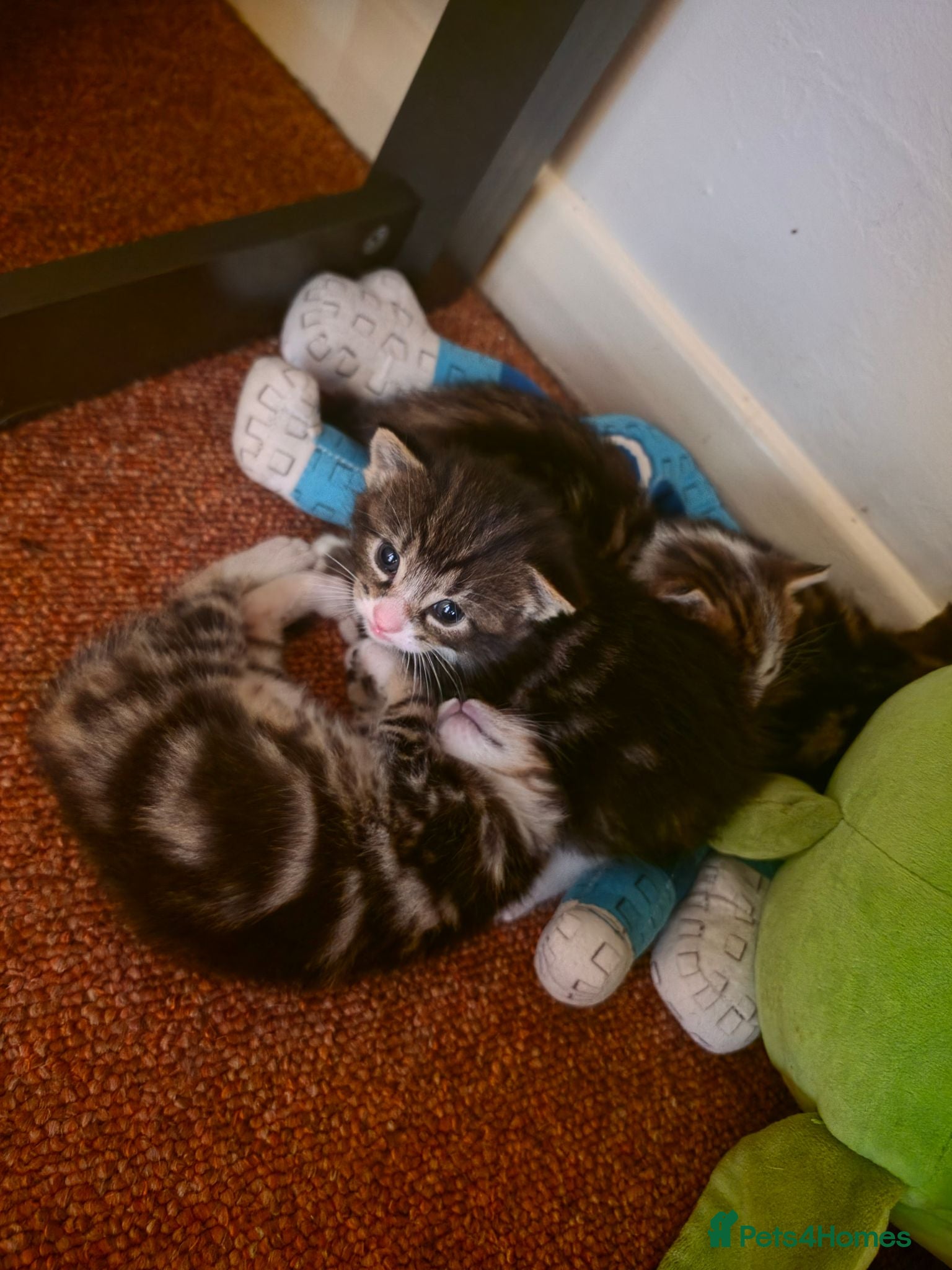 Mixed Breed cats Kittens - Advert 2