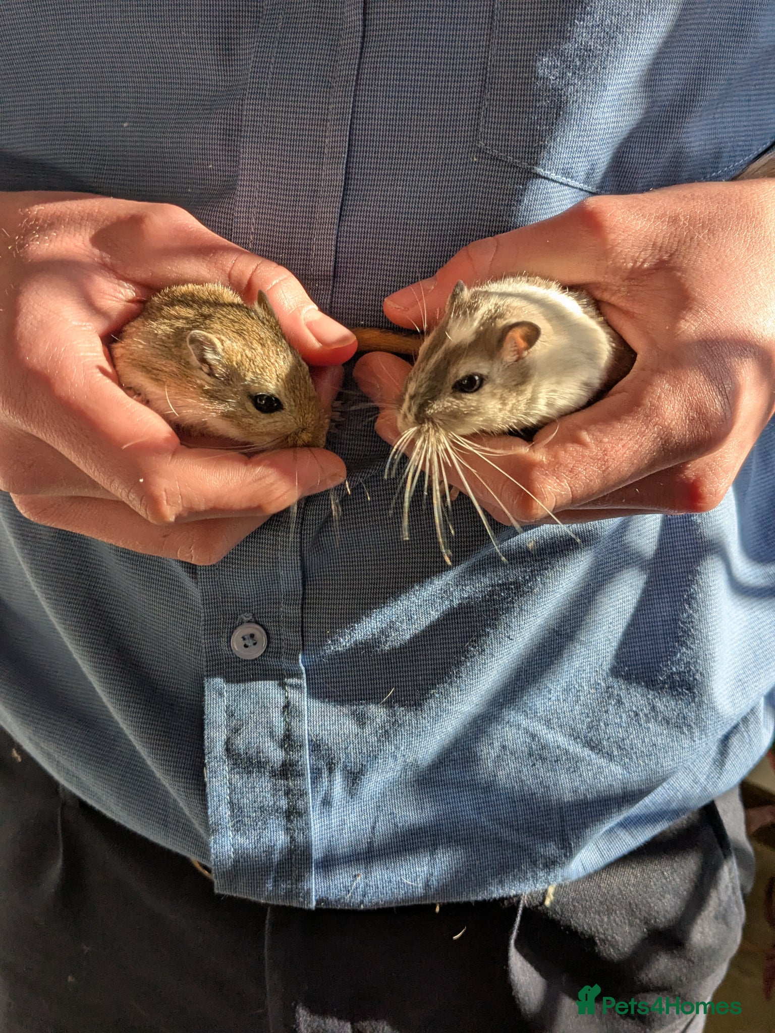 Gerbil rodents Two brothers with full setup - Advert 1