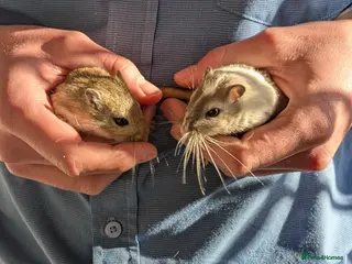 Gerbil rodents Two brothers with full setup - Advert 1
