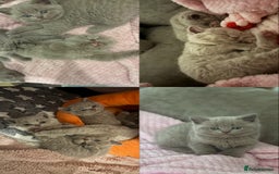 British Shorthair cats for sale: GCCF British Shorthair Kittens – Champion Lines - Image 3