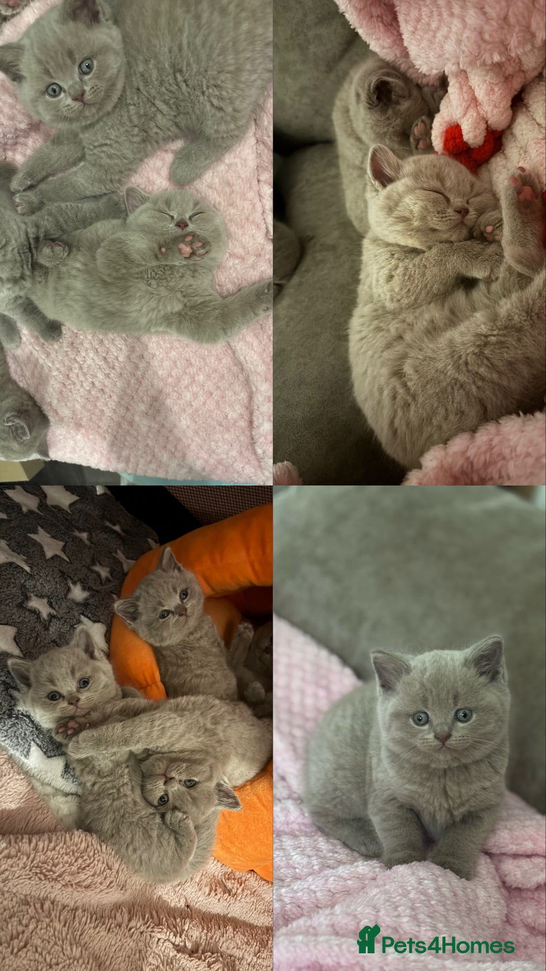 British Shorthair cats for sale: GCCF British Shorthair Kittens – Champion Lines - Image 3