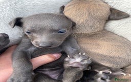 Whippet dogs for sale: Adorable home bred KC whippets - Image 15