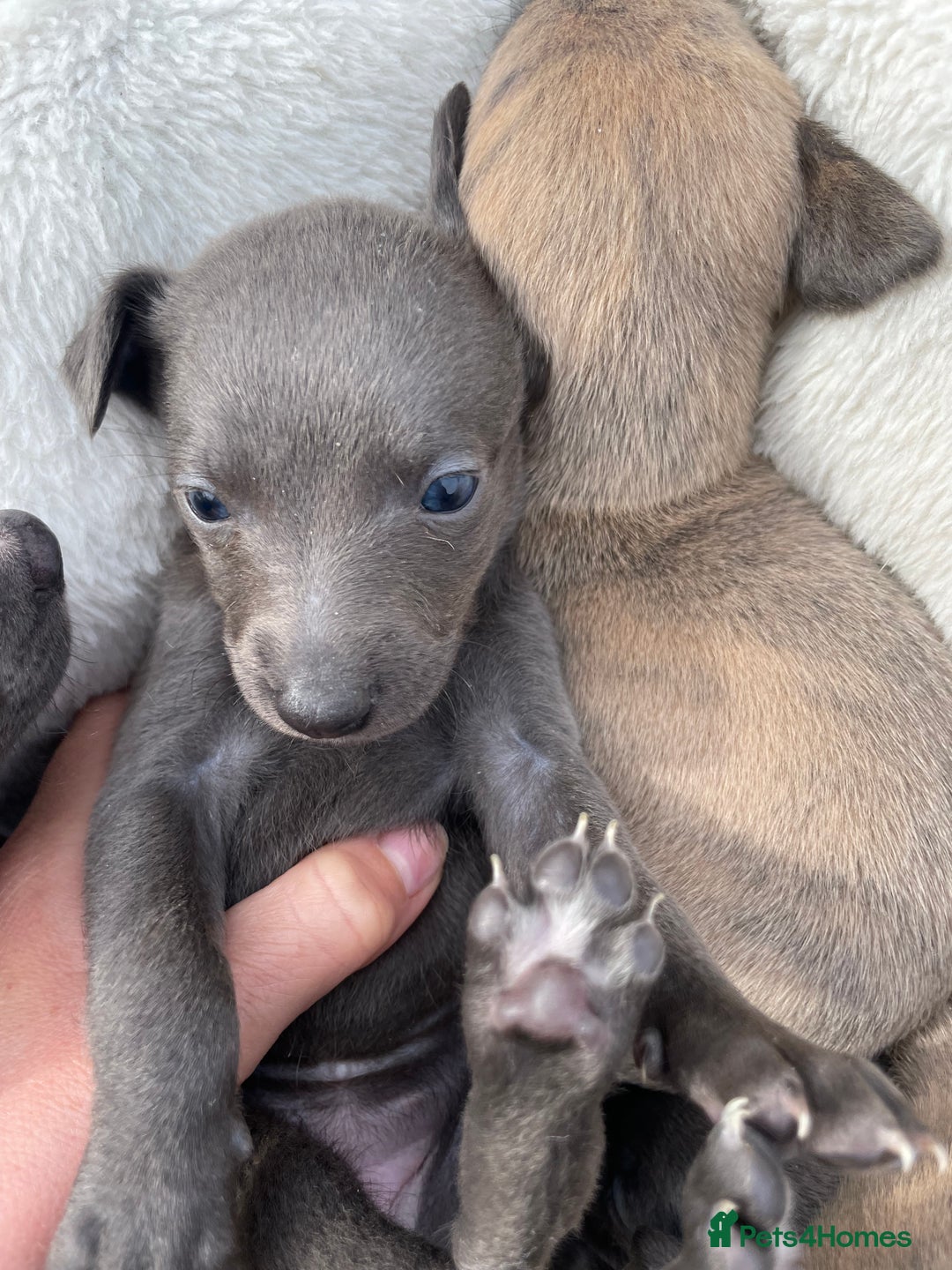 Whippet dogs for sale: Adorable home bred KC whippets - Image 15
