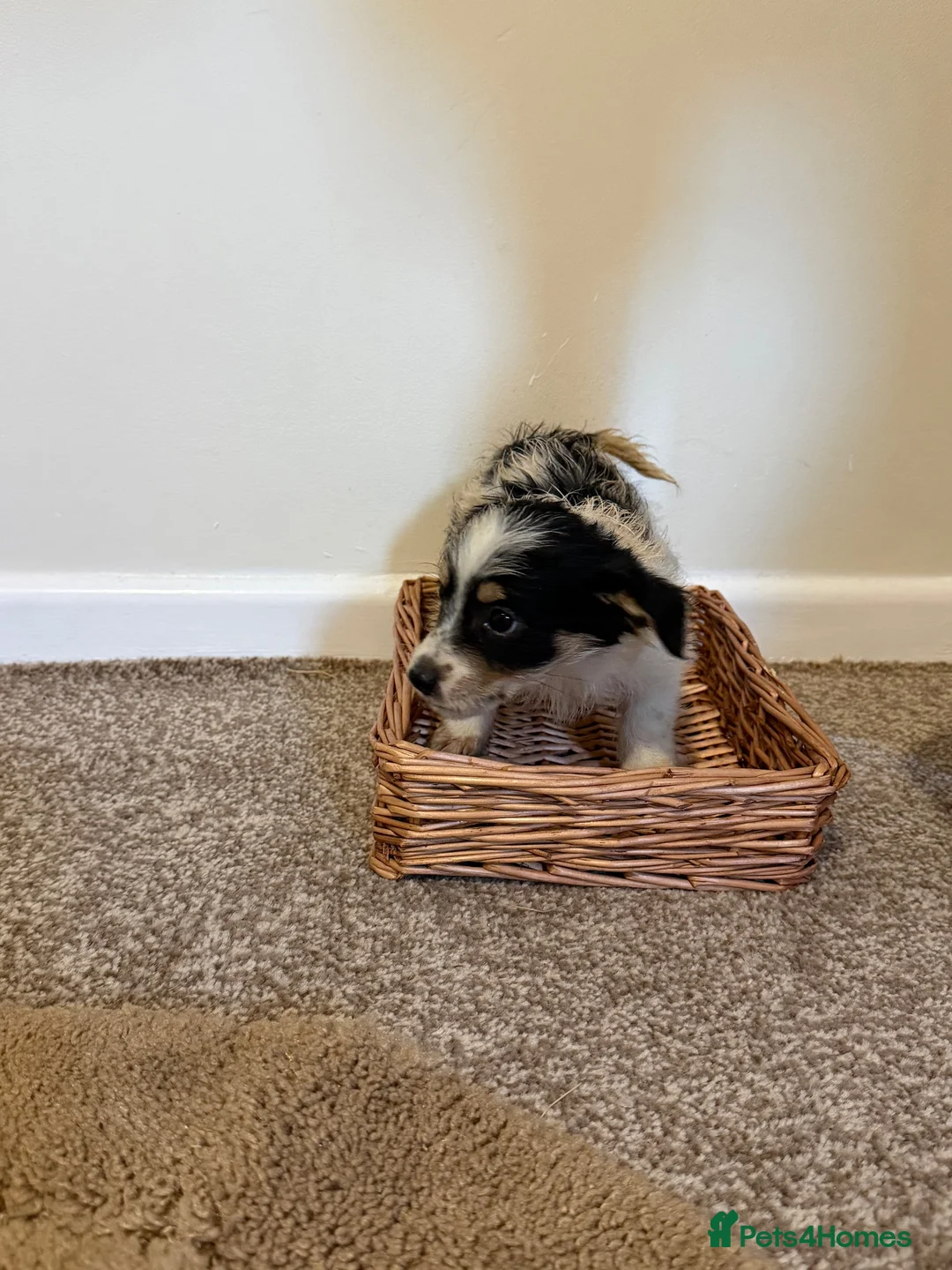 Norfolk Terrier dogs for sale: Puppys in Wymondham - Advert 2