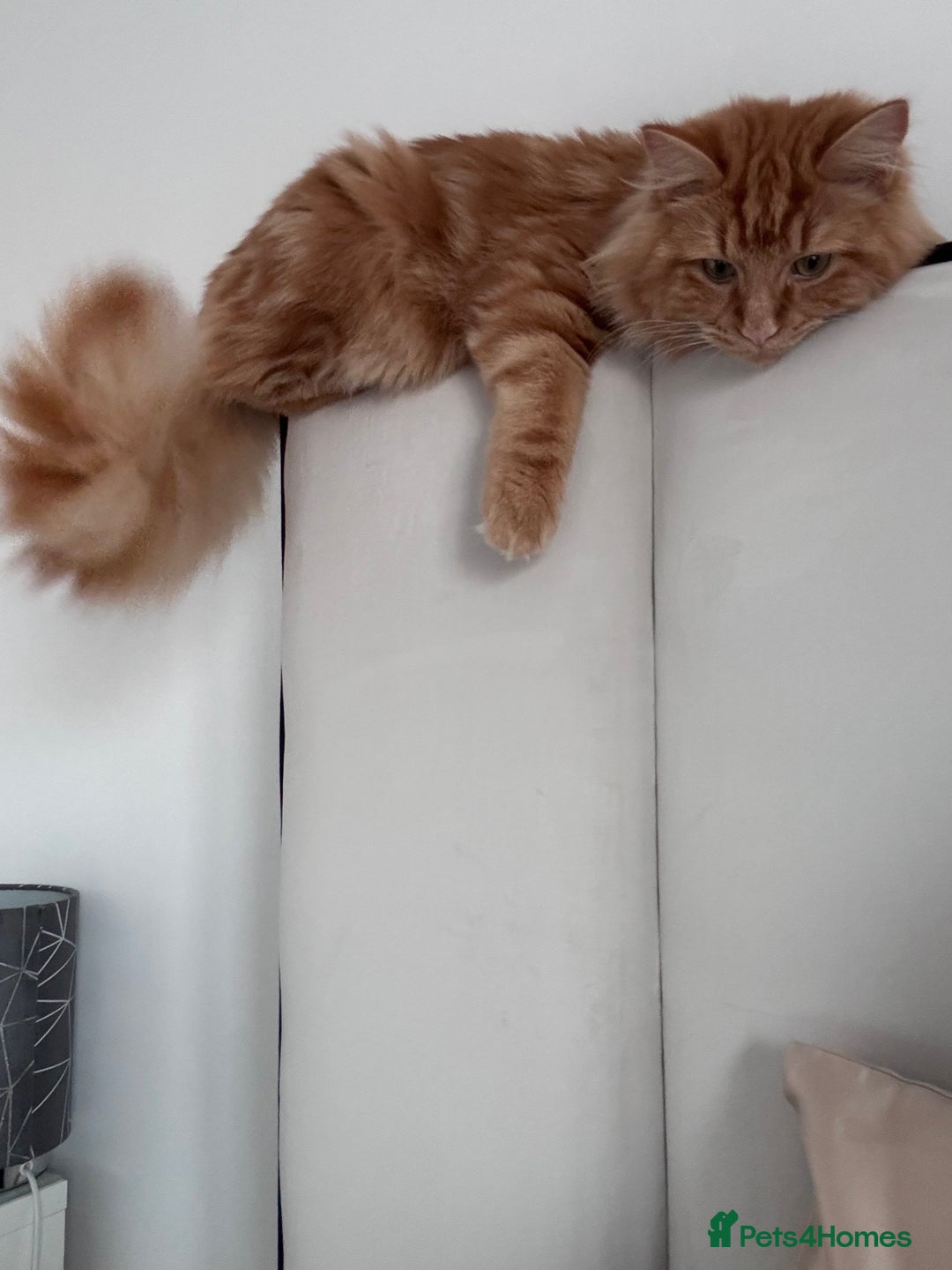 Mixed Breed cats for sale: Ginger Male Ragdoll - Advert 11