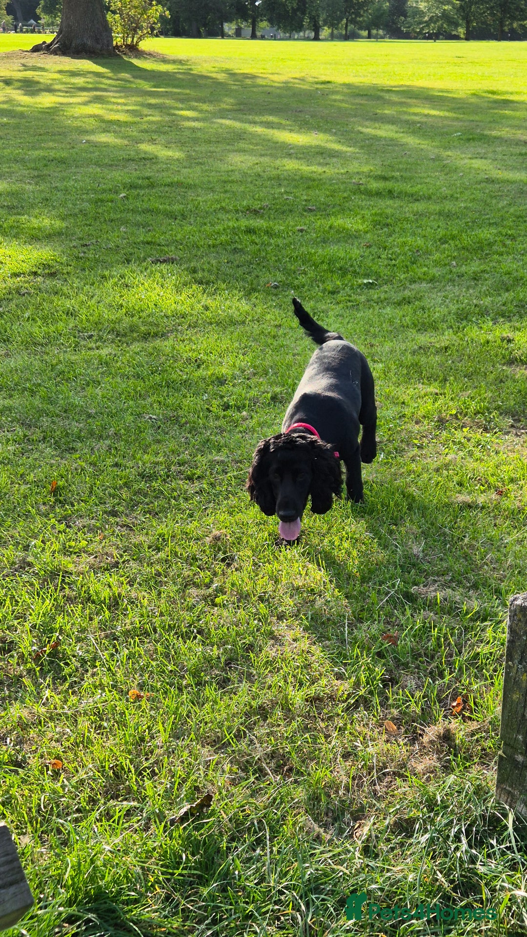 Cocker Spaniel dogs for sale: Bertie  - Advert 2