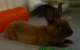 Rex rabbits for sale: purebred mini rex male  - Image 3