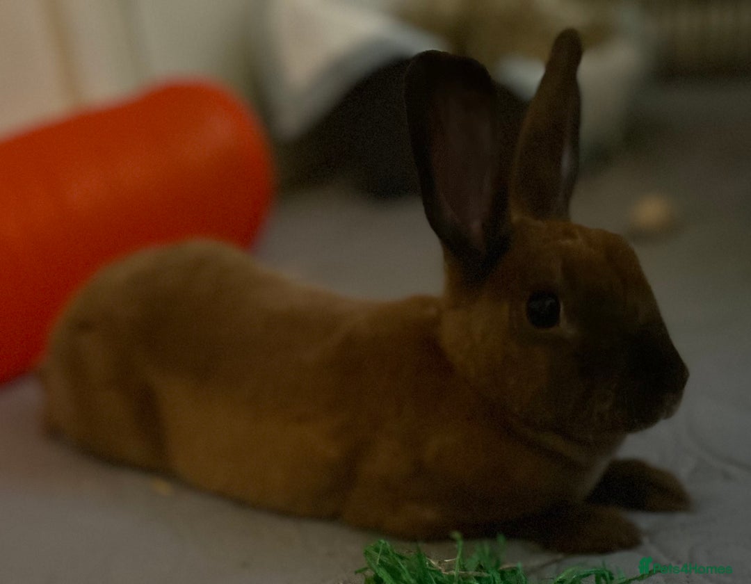 Rex rabbits for sale: purebred mini rex male  - Image 3