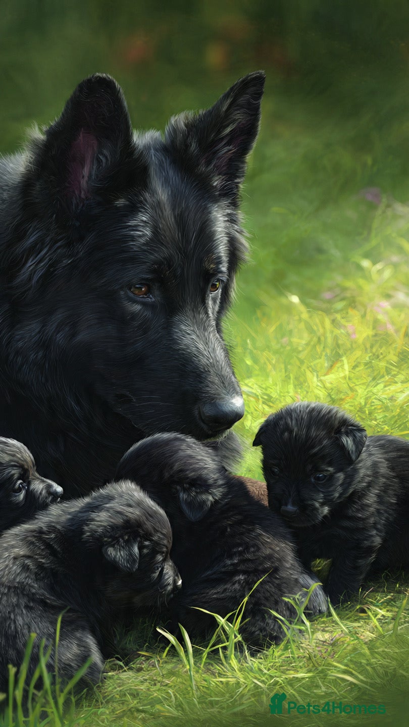 German Shepherd dogs BLACK GSD PUPPIES  - Advert 3