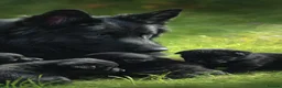 German Shepherd dogs for sale: BLACK GSD PUPPIES  in Rugby - Advert 1