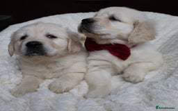 Golden Retriever dogs for sale: Extensively Health tested parents.Snowwhite Chunks - Image 7