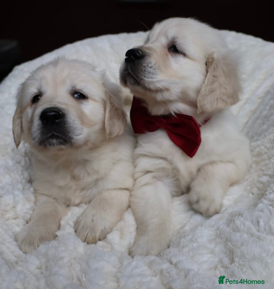 Golden Retriever dogs for sale: Extensively Health tested parents.Snowwhite Chunks - Image 7