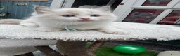 Ragdoll cats for sale: Gccf (champion) ragdoll kittens  - Advert 34