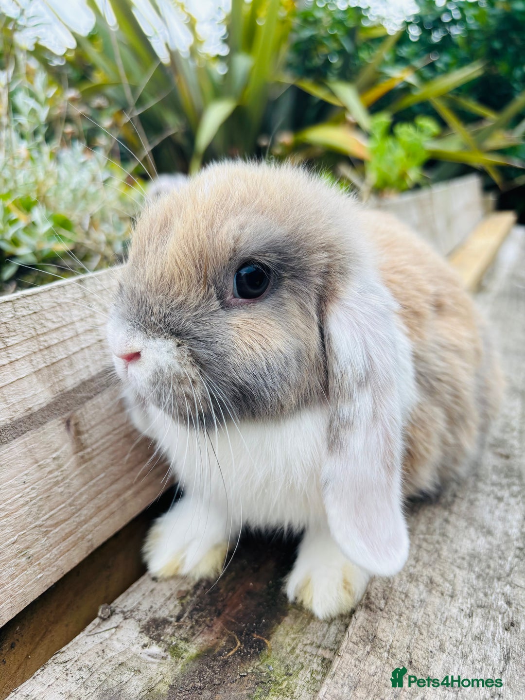 Mini Lop rabbits for sale: Adorable mini lop and lion lop babies - Image 6