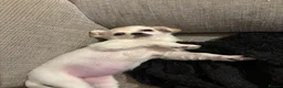 Chug dogs for sale: White female chug - Advert 2