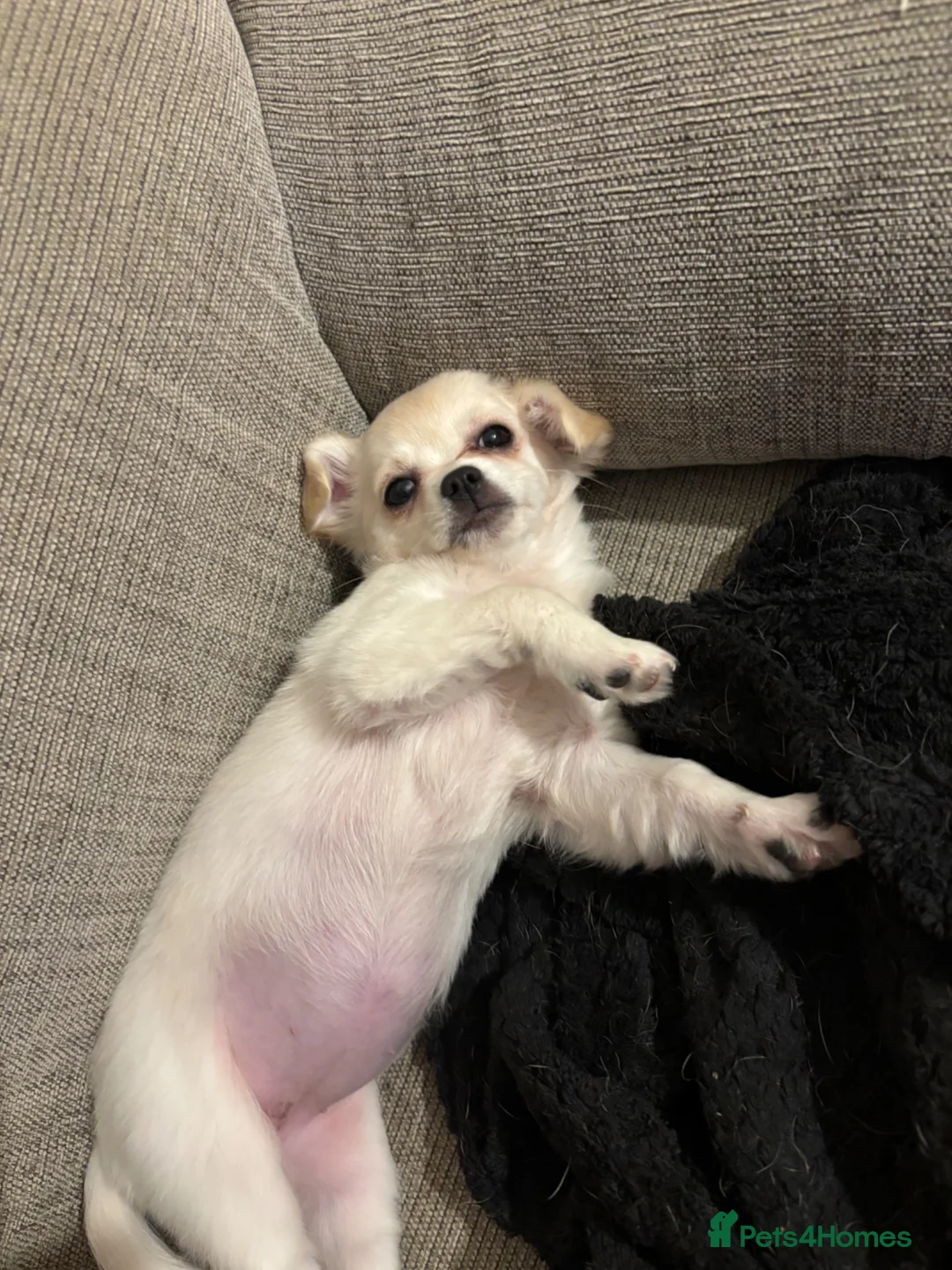 Chug dogs for sale: White female chug - Advert 2