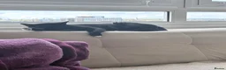 British Shorthair cats for sale: Lovely British Shorthair Looking for a Loving Home in London - Advert 12