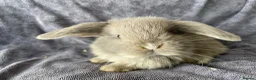Mini Lop rabbits for sale: Mini lops ready to reserve  - Advert 2