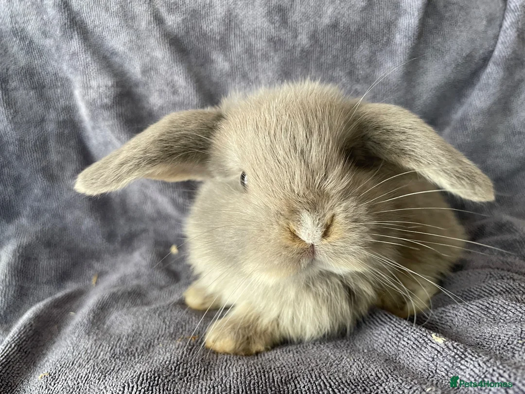 Mini Lop rabbits for sale: Mini lops ready to reserve  - Advert 2