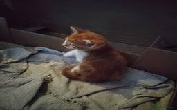 Maine Coon cats for sale: Kittens - Image 12