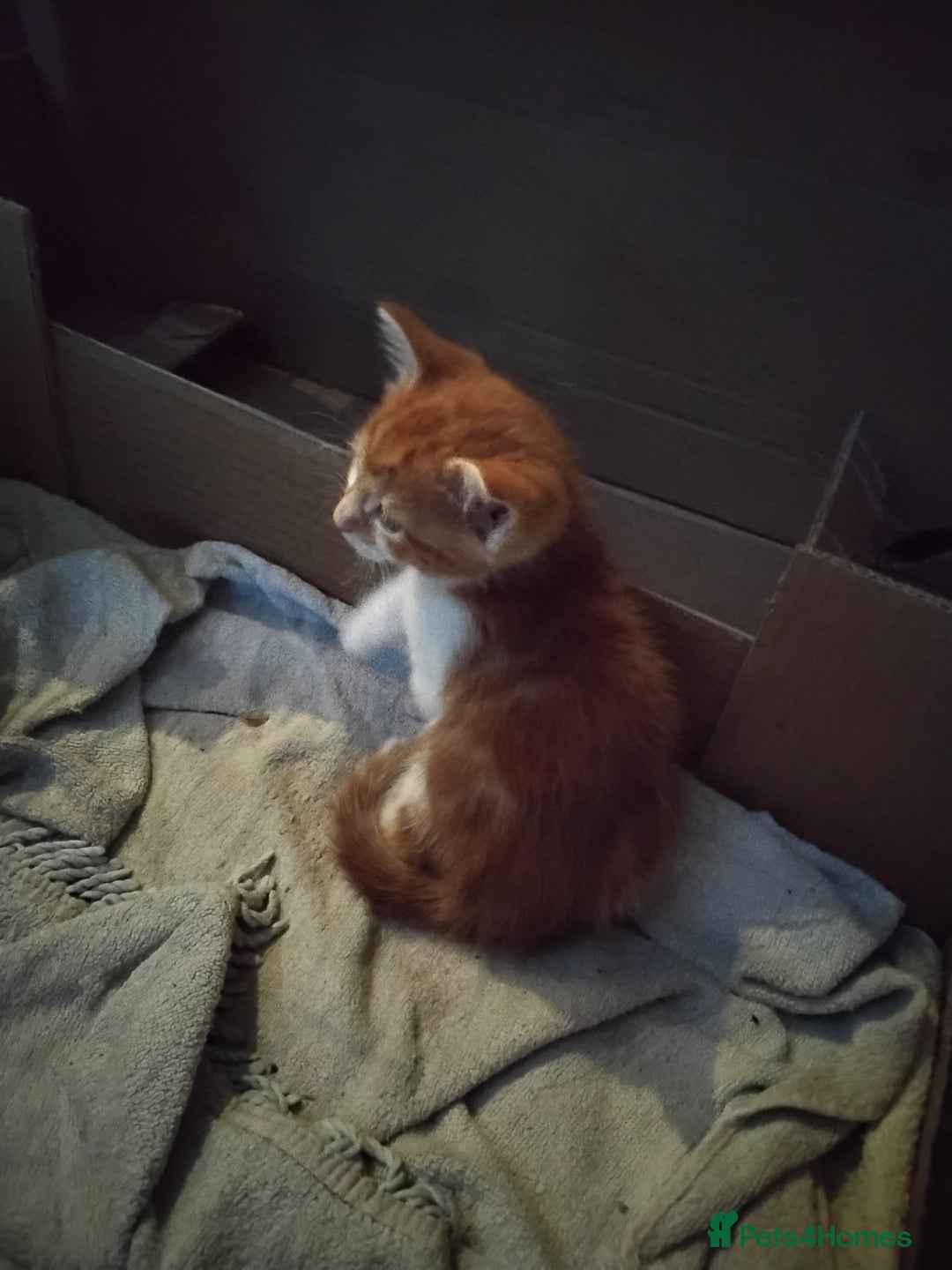 Maine Coon cats for sale: Kittens - Image 12