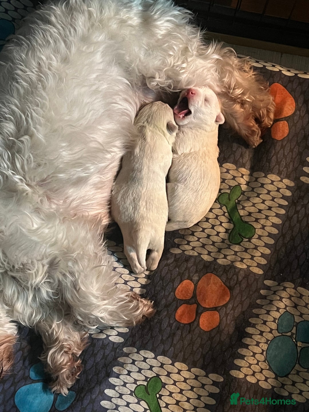 Mixed Breed dogs for sale: Bichon Frise x West Highland Terrier  - Advert 7