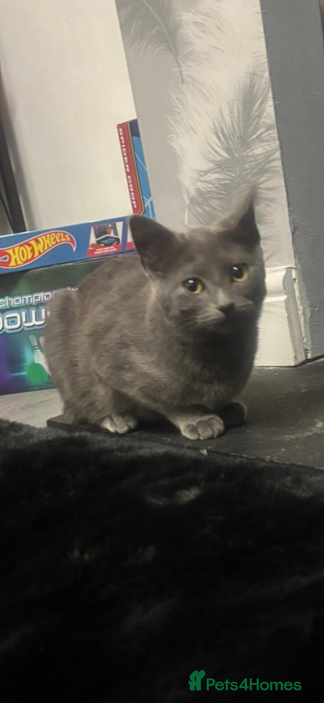 Russian Blue cats for sale: Female Russian blue - Advert 3