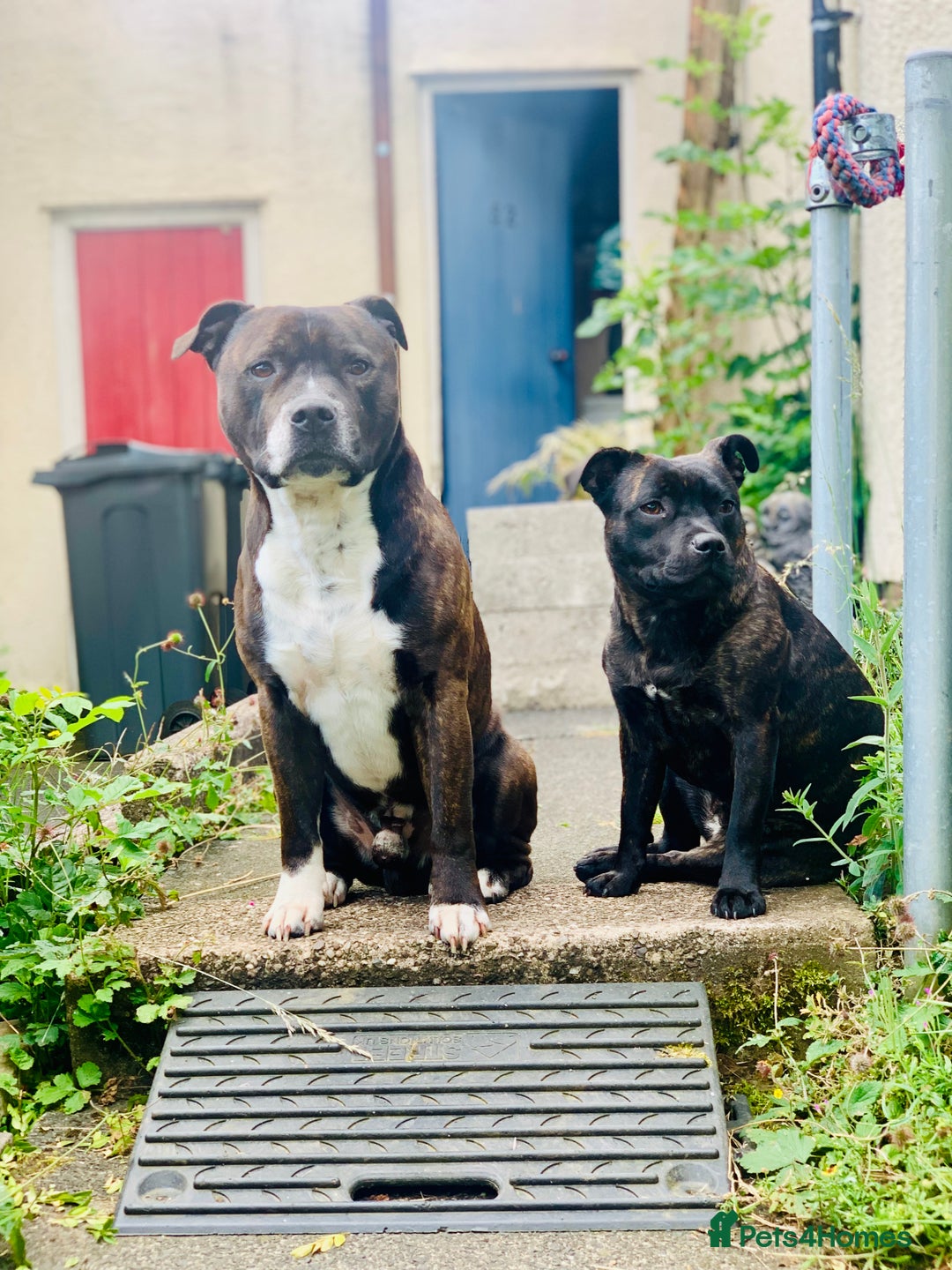 Staffordshire Bull Terrier dogs for sale: Champion bloodlines Kc mother puppy - Advert 15