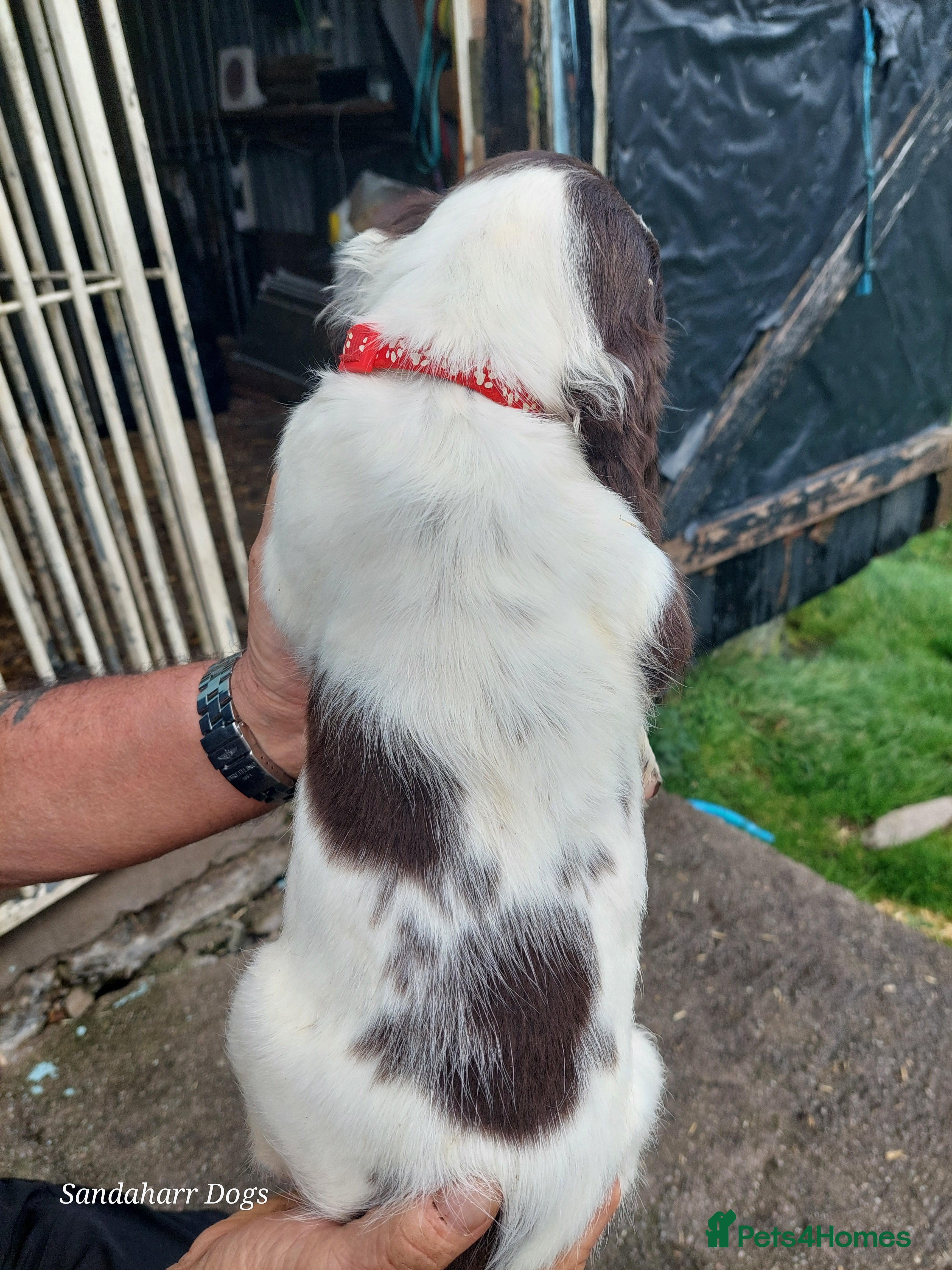 English Springer Spaniel dogs 3 Springer Boys available,work or pet. - Advert 2