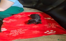 Miniature Dachshund dogs for sale: Dachshund puppies  - Image 2