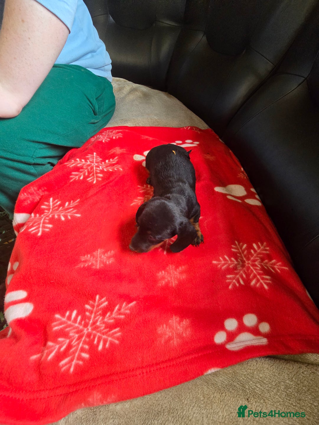 Miniature Dachshund dogs for sale: Dachshund puppies  - Image 2