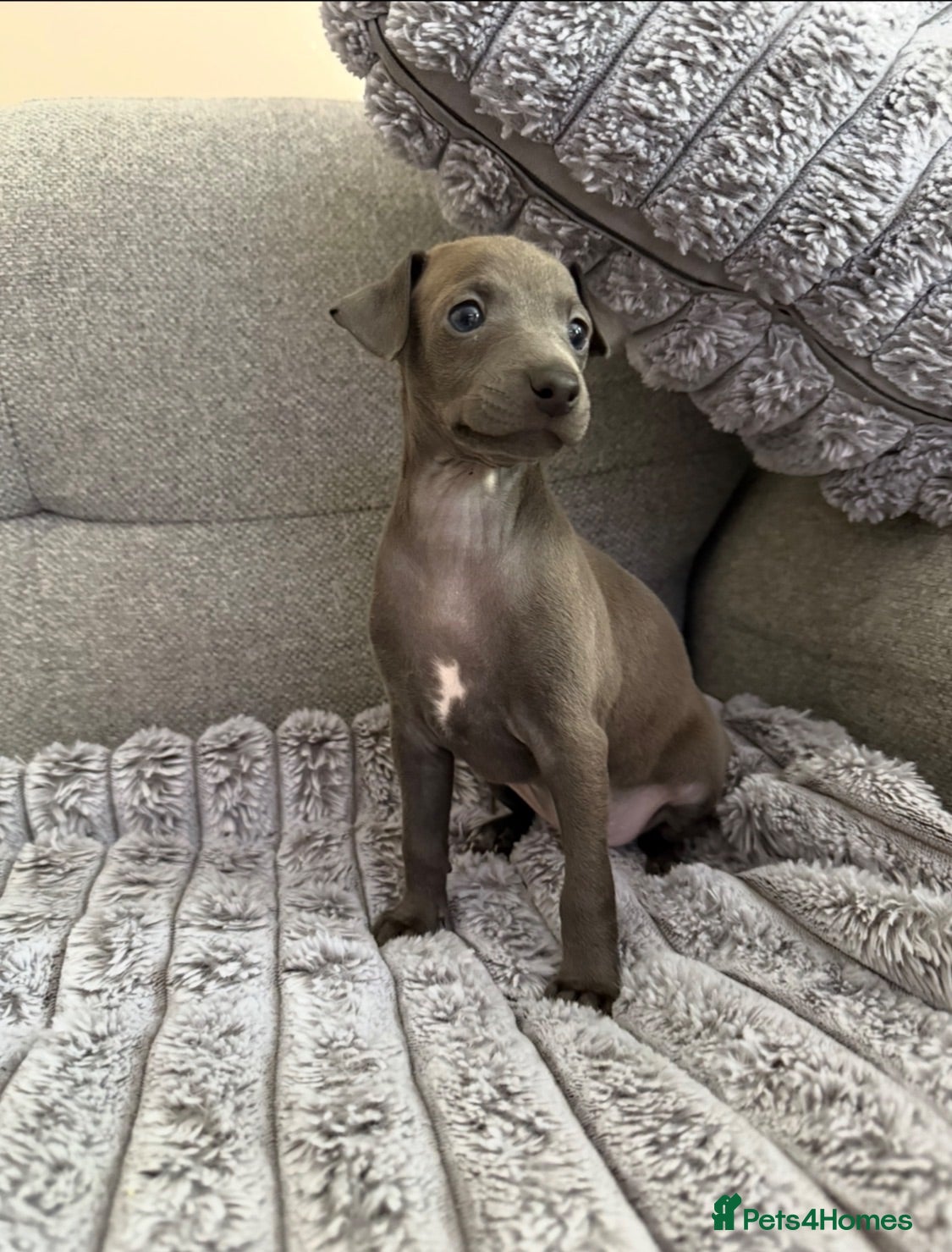 Italian Greyhound dogs 4 Stunning KC Italian Greyhound Puppies  - Advert 6