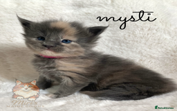 Maine Coon cats for sale: GCCF Blue Torbie Maine Coon Kittens - 3 girls - Advert 6